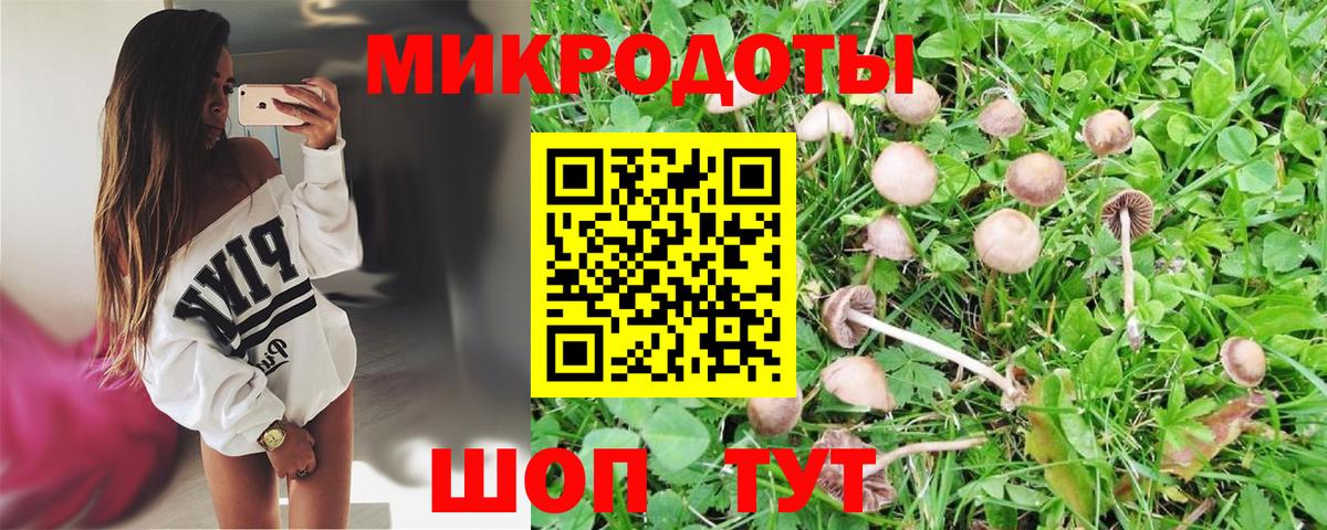 Псилоцибиновые грибы Psilocybine cubensis Каменск-Шахтинский